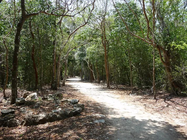 Cultura maya y su red de caminos