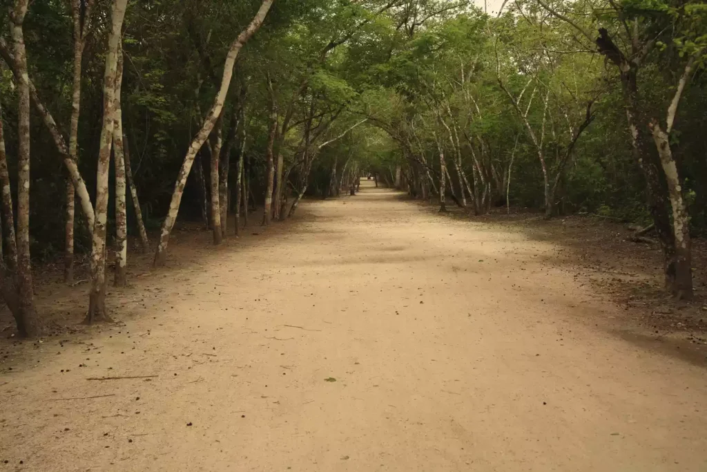 Caminos blancos en la cultura Maya