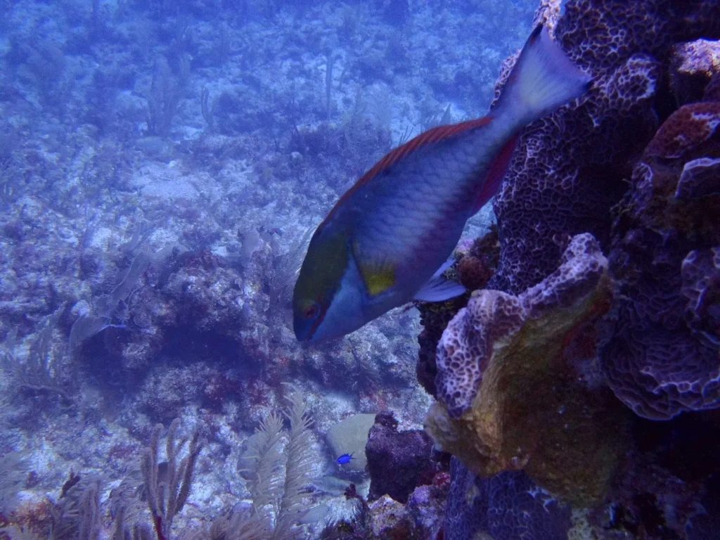 Biodiversidad acuática en Zazil Tunich