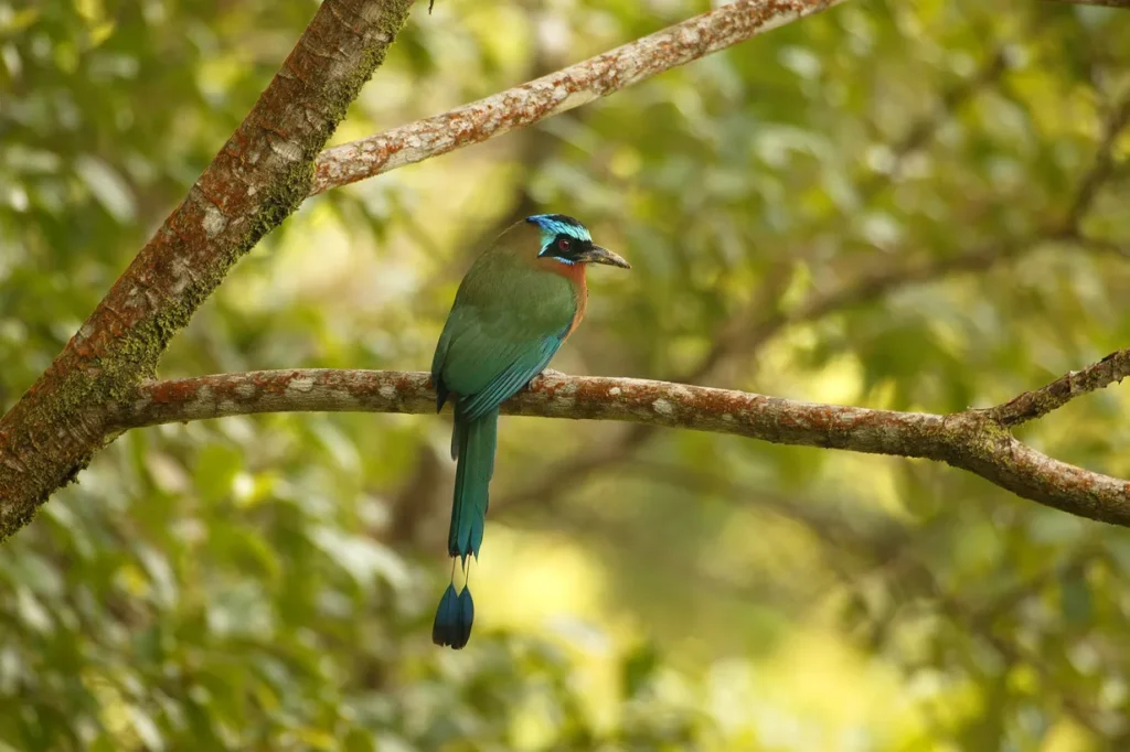 Una de las aves únicas en los cenotes