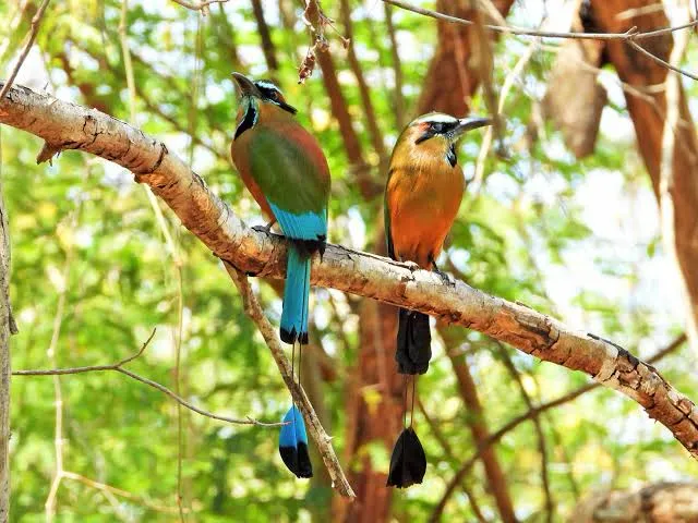 La conservación de especies en Zazil Tunich