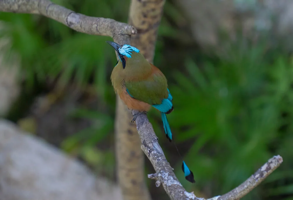 La biodiversidad de Zazil Tunich con gran cantidad de aves